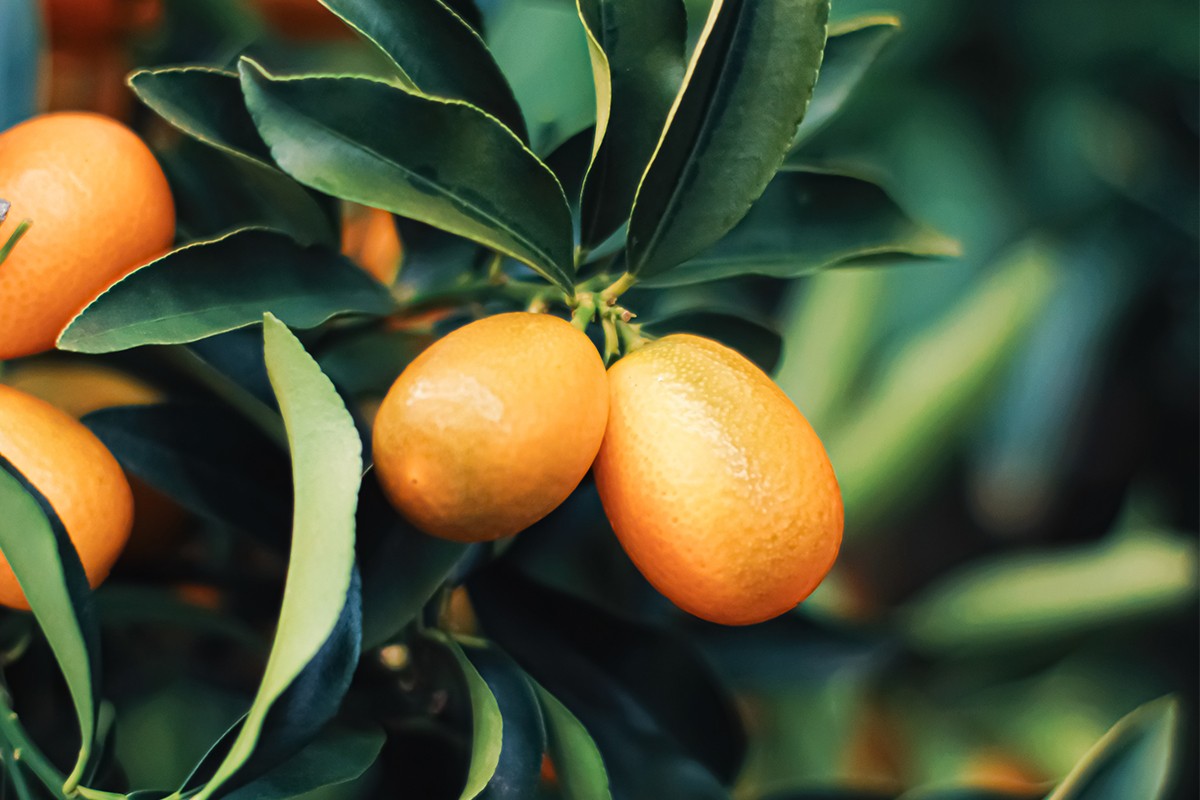 Kumquat 1